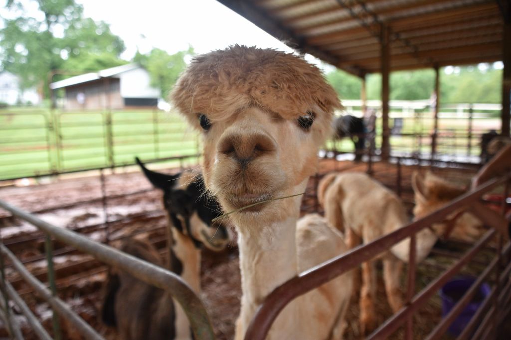 mimosa farm 2019 069 (1024x683).jpg